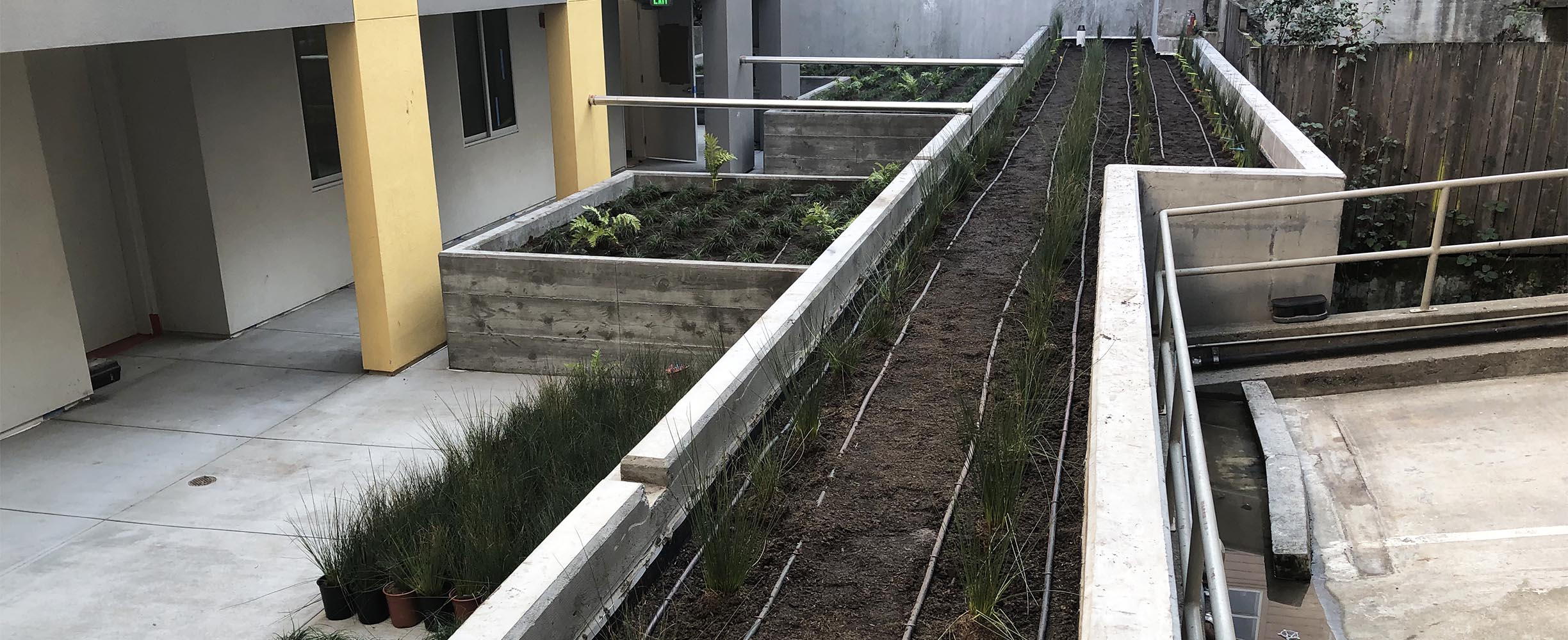 Commercial landscaping, new plants in apartment complex in San Francisco