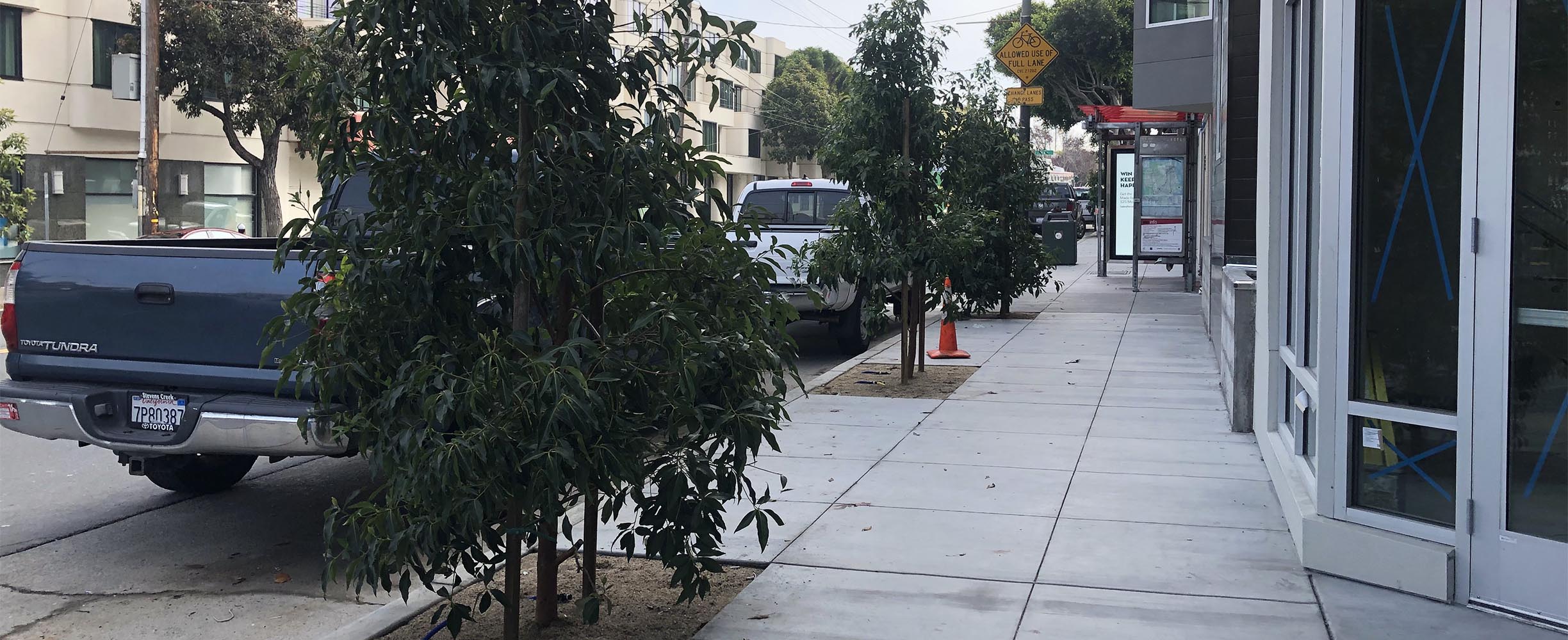 Commercial landscaping, trees planted in walkside for a business in San Francisco/