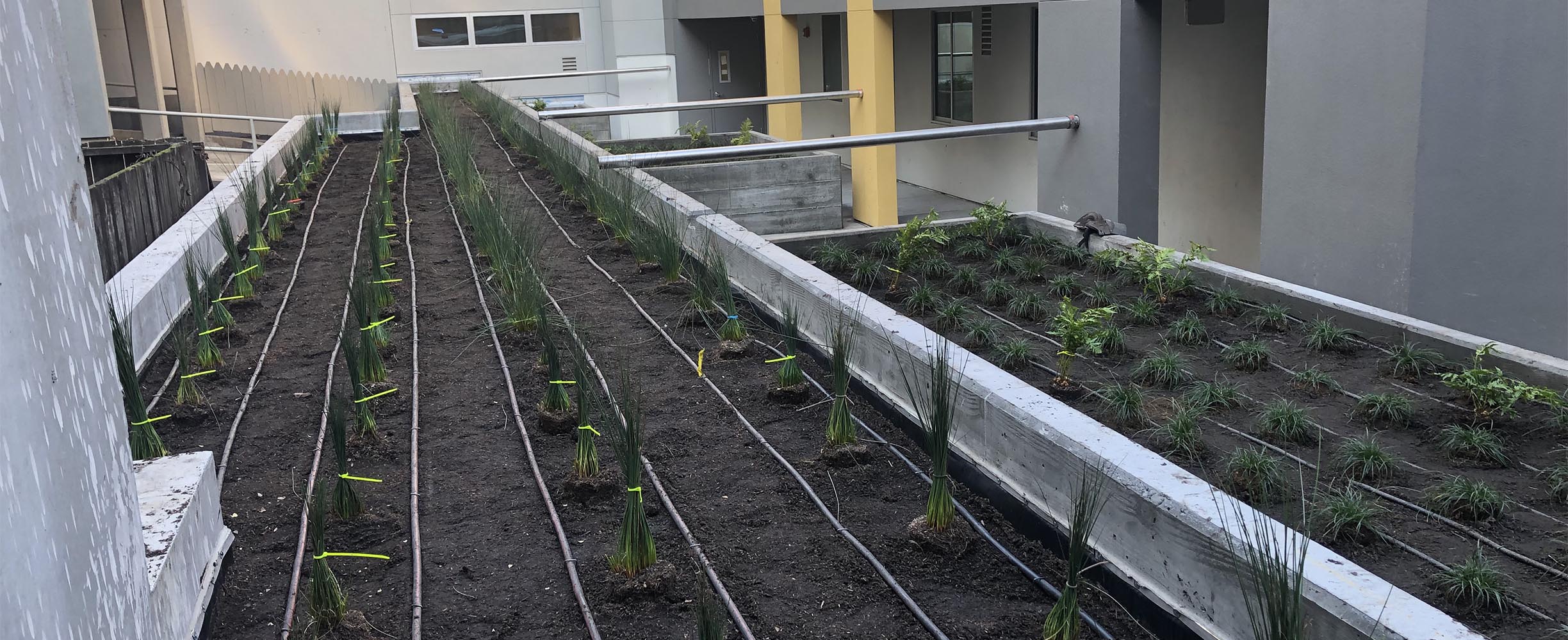 Commercial landscaping, plants beds in balconys for a apartment building in San Francisco